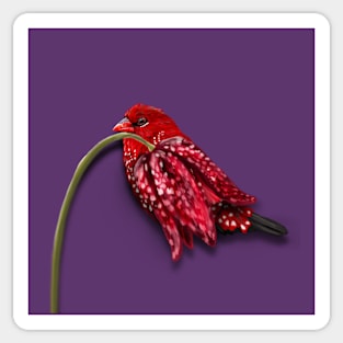 Strawberry Finch + Checkered Lily Sticker